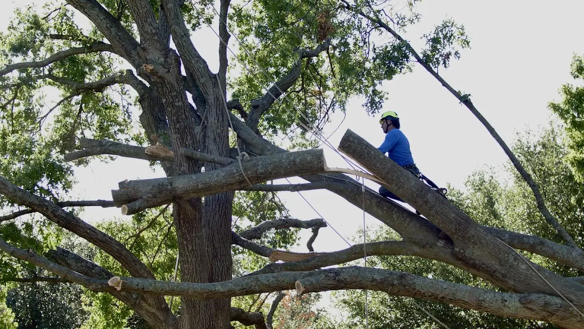 Professional Crown Thinning performed by certified arborists in Bippus